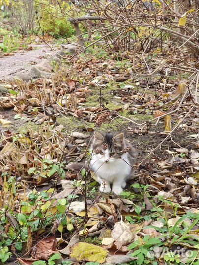 Котята Остались зимовать в СНТ Нужен дом