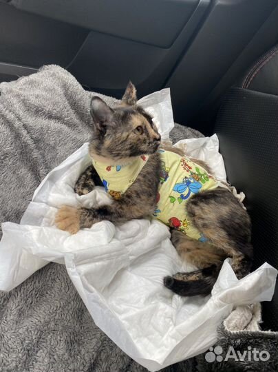 Кошечка в добрые руки