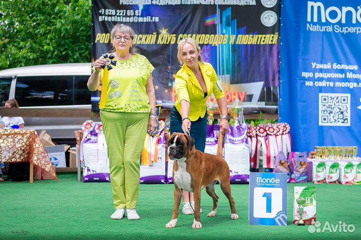 Немецкий Боксёр