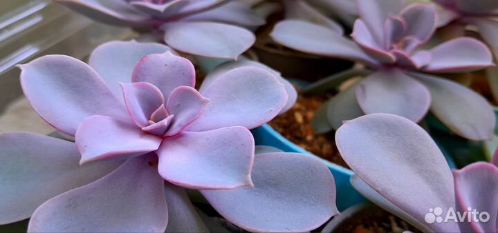 Эхеверия Перл фон Нюрнберг