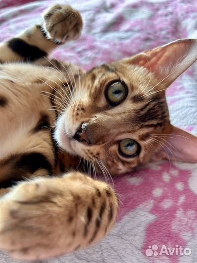 Бенгальский кот
