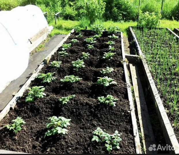 Чернозем для огорода доставка