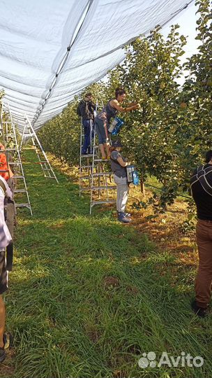 Разнорабочий на сбор яблок