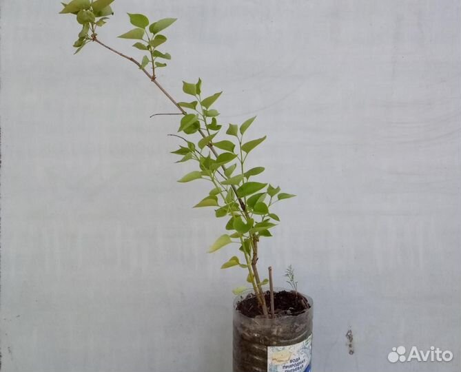 Саженцы деревьев и кустов