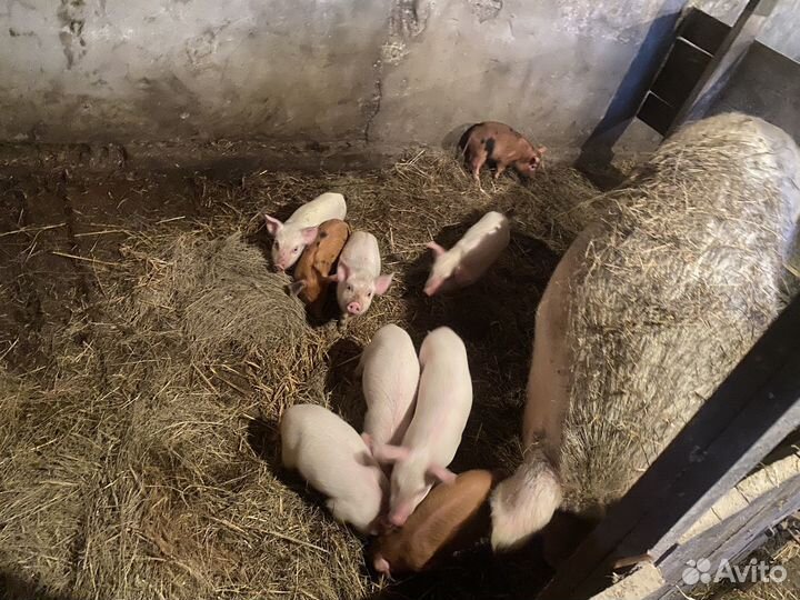 Поросята