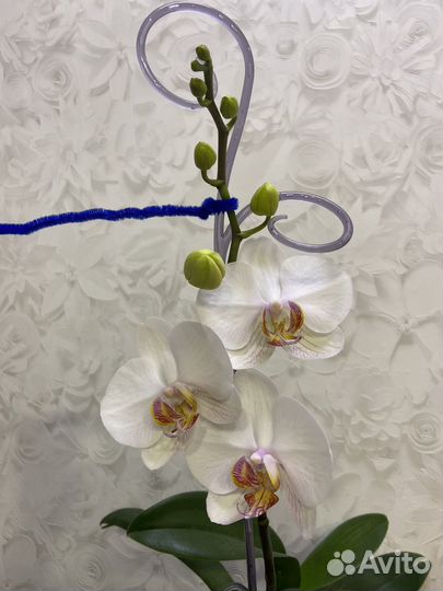 Орхидея фаленопсис