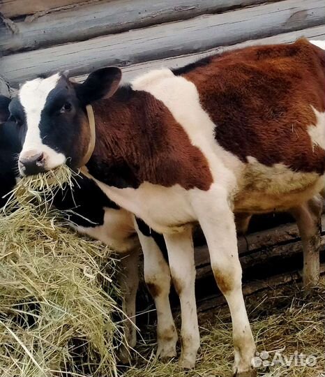 Бычки на откорм