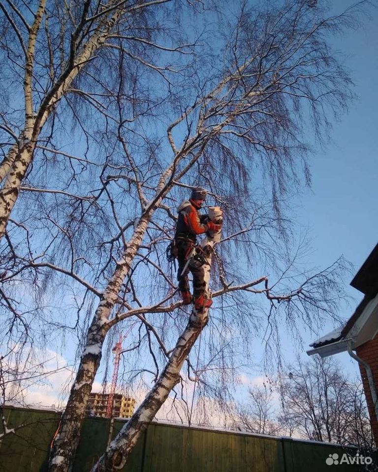 Спил дерева. Спиливание аварийных деревьев. Спиливание аварийных деревьев. Аварийное спиливание деревьев. Кронирование деревьев.