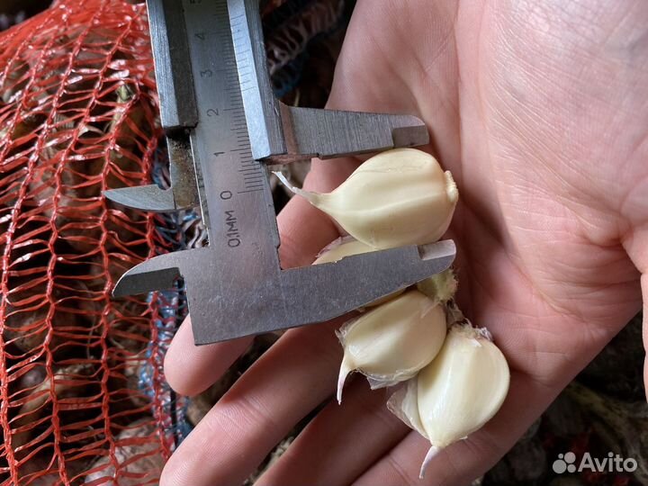 Чеснок в зубках подготовленный на посадку Любаша