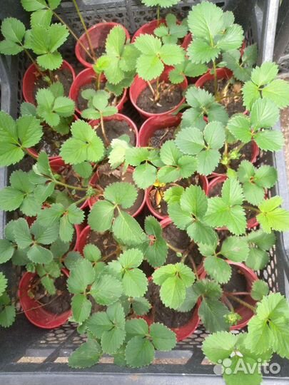 Саженцы земляники садовой