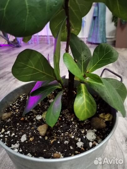 Фикус лирата бамбино