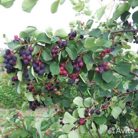 Ирга саженцы