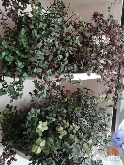 Комнатные цветы