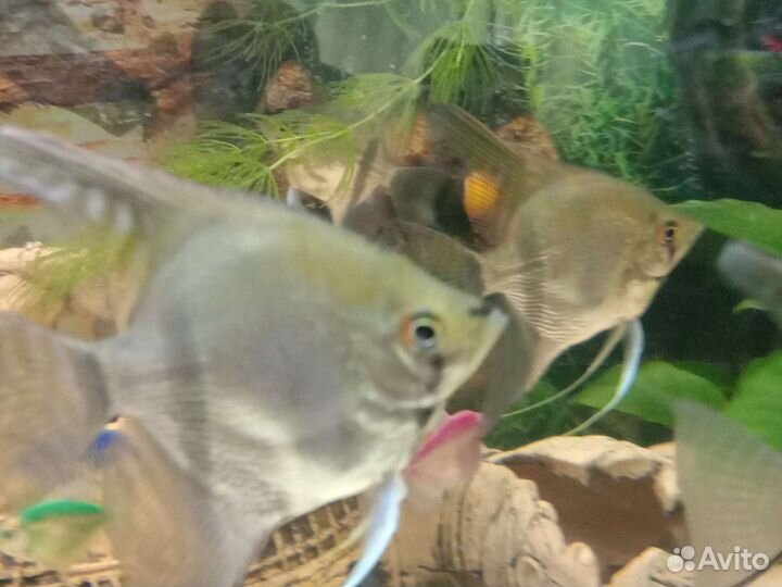 Анциструсы,ампулярии улитки,меченосцы,скалярии