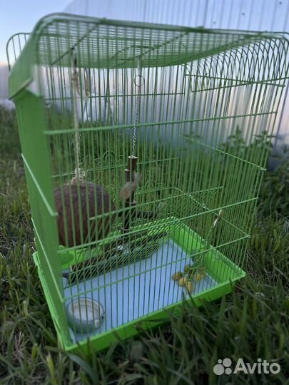 Клетка для белки летяги