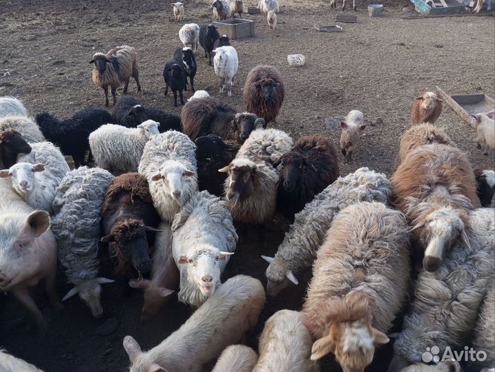 Овцы бараны ягнята