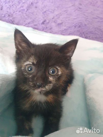 Кошки в добрые руки бесплатно