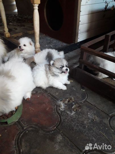 Померанский шпиц медвежьего типа