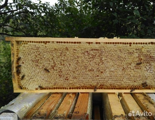 Мед 2024 года натуральный оптом