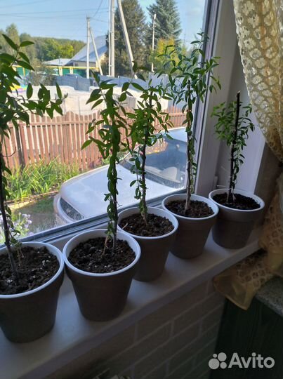 Мирт для формирования