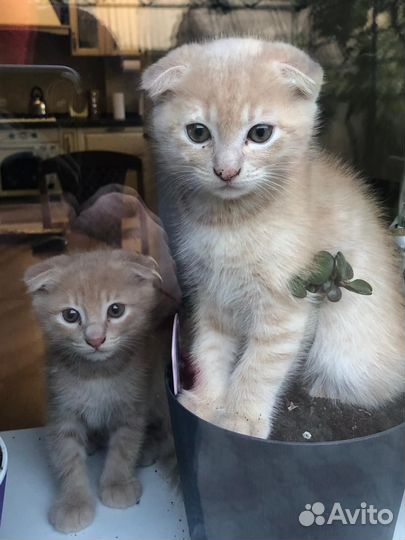 Вислоухие котята в добрые руки