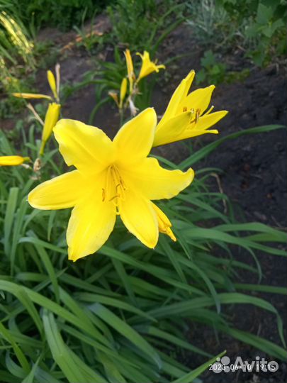 Лилейник желтый