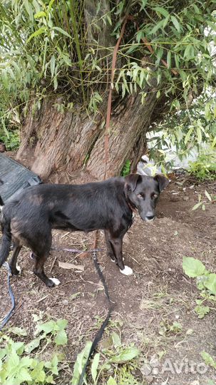 Отдам бесплатно. Молодая собака
