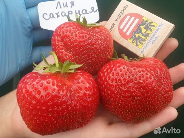 Элитные сорта клубники