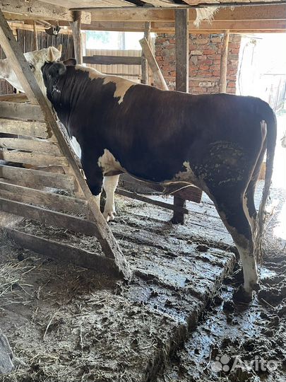 Быки и телки