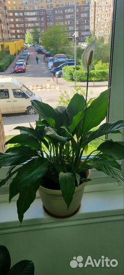 Спатифиллум