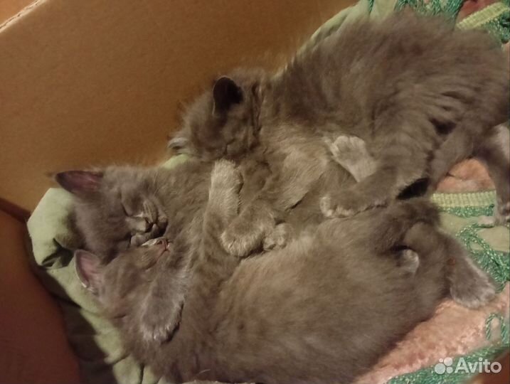 Котята в добрые руки. 3 месяца