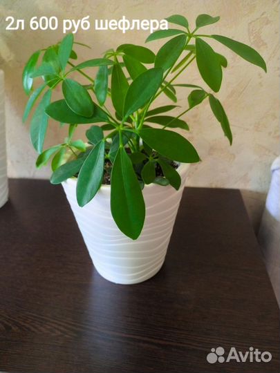 Набор комнатных растений