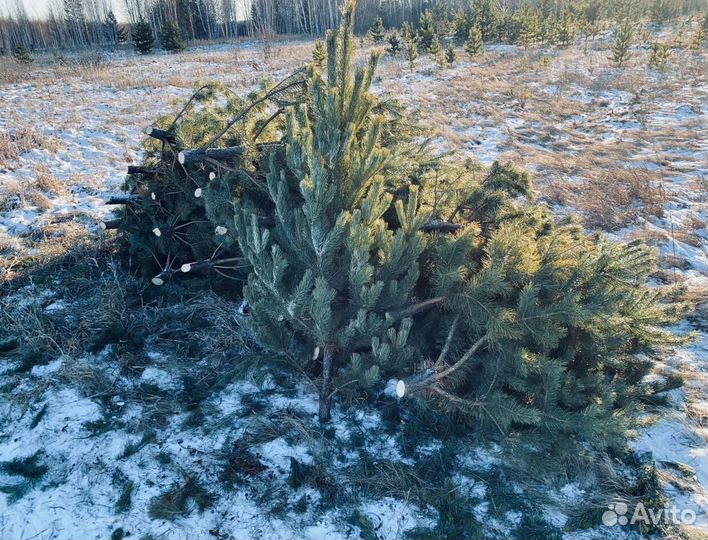 Сосна сентябрьская пушистая опт