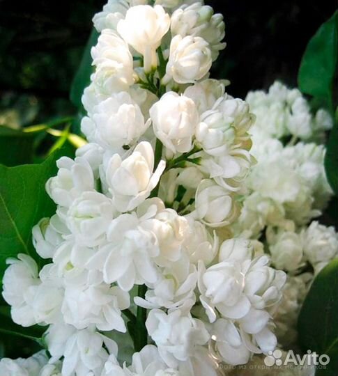 Сирень сорт Память о Колесникове. штамб 130 см