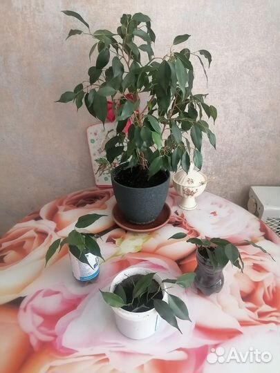 Фикус бенджамина