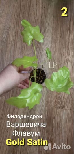 Филодендрон 