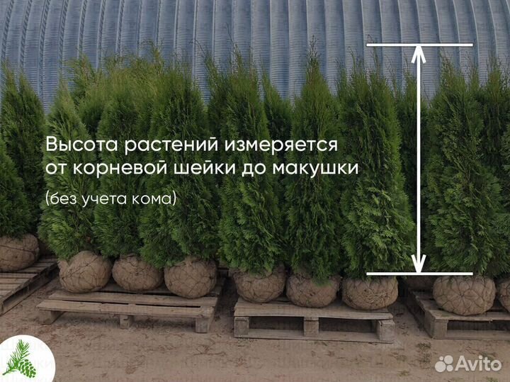 Туя Смарагд 1,5м от 15шт. Доставка