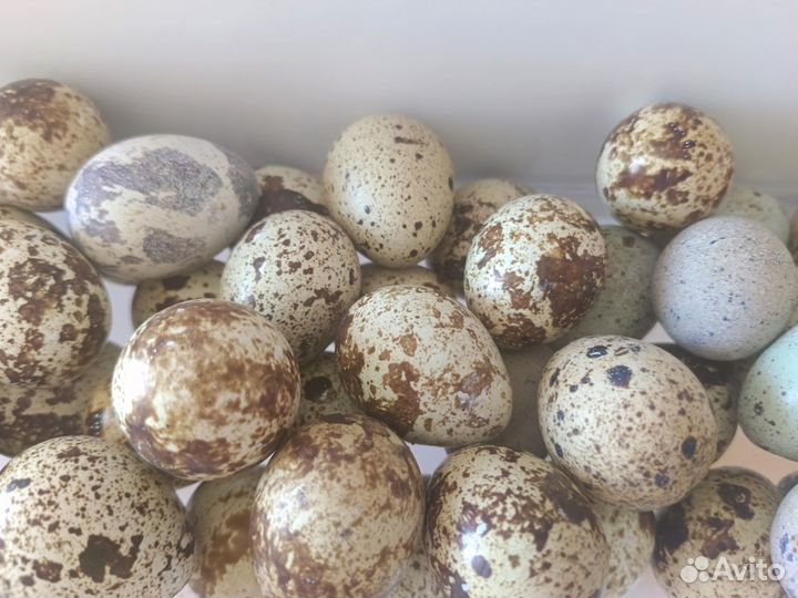 Яйца перепелиные