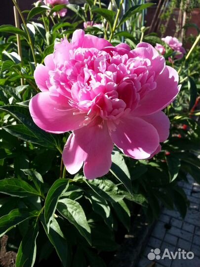 Пионы на август