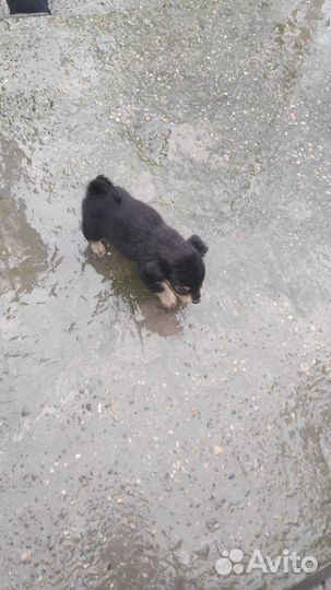 Собака в добрые руки отдам бесплатно