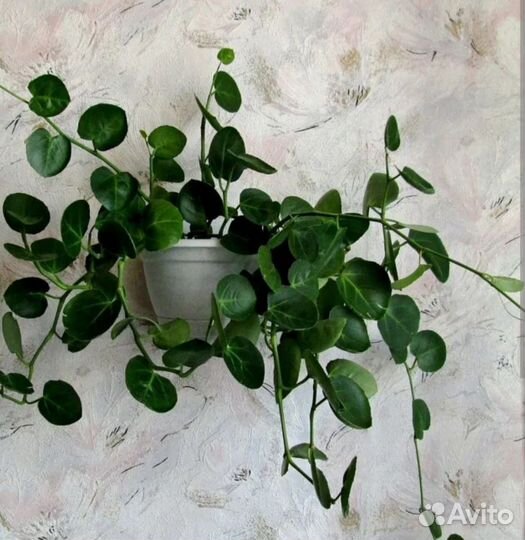 Круглолистый циссус ротундифолия