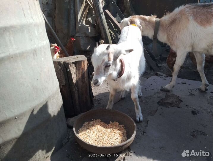 Домашнее животное