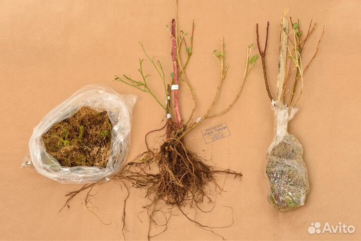 Слива Амурская Роза (подвой Бессея), саженцы окс