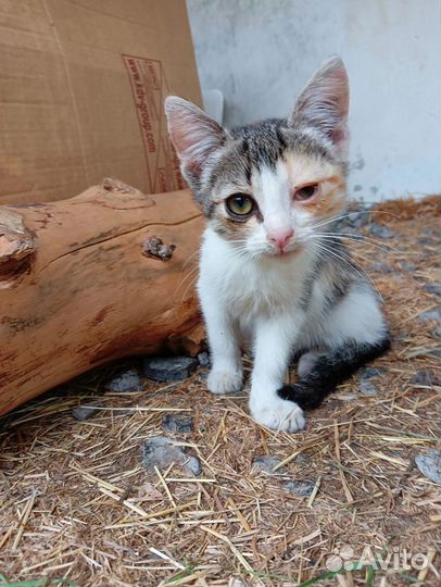 Котятки ищут дом