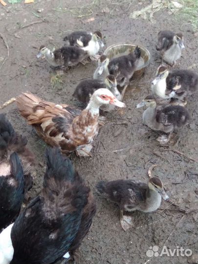 Продам мускусных утят