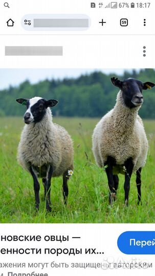 Романовские овцы и бараны