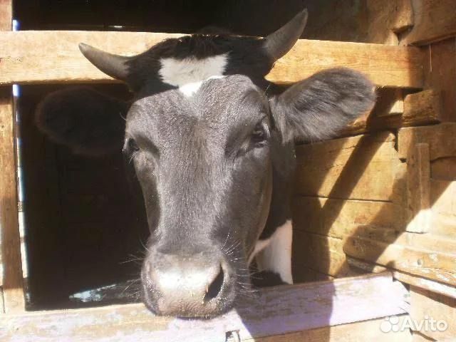 порода калифорнийское чудо кролик. авито фролово волгоградская область. авито фролово животные. квадратный метр фролово. куйбышева волгоград.