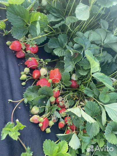 Рассада клубники