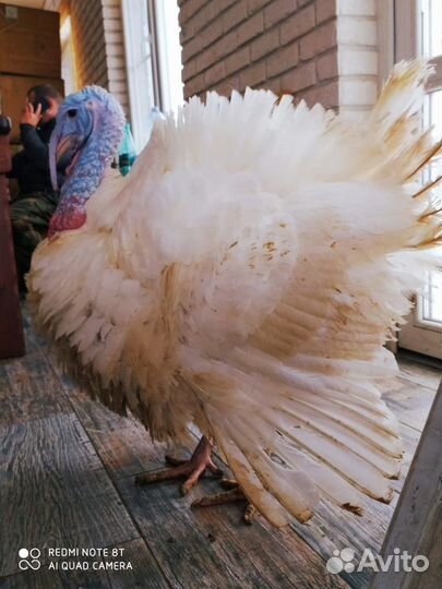 Индюшата недельные бройлер биг 6