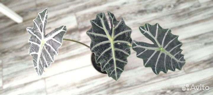 Алоказия Полли